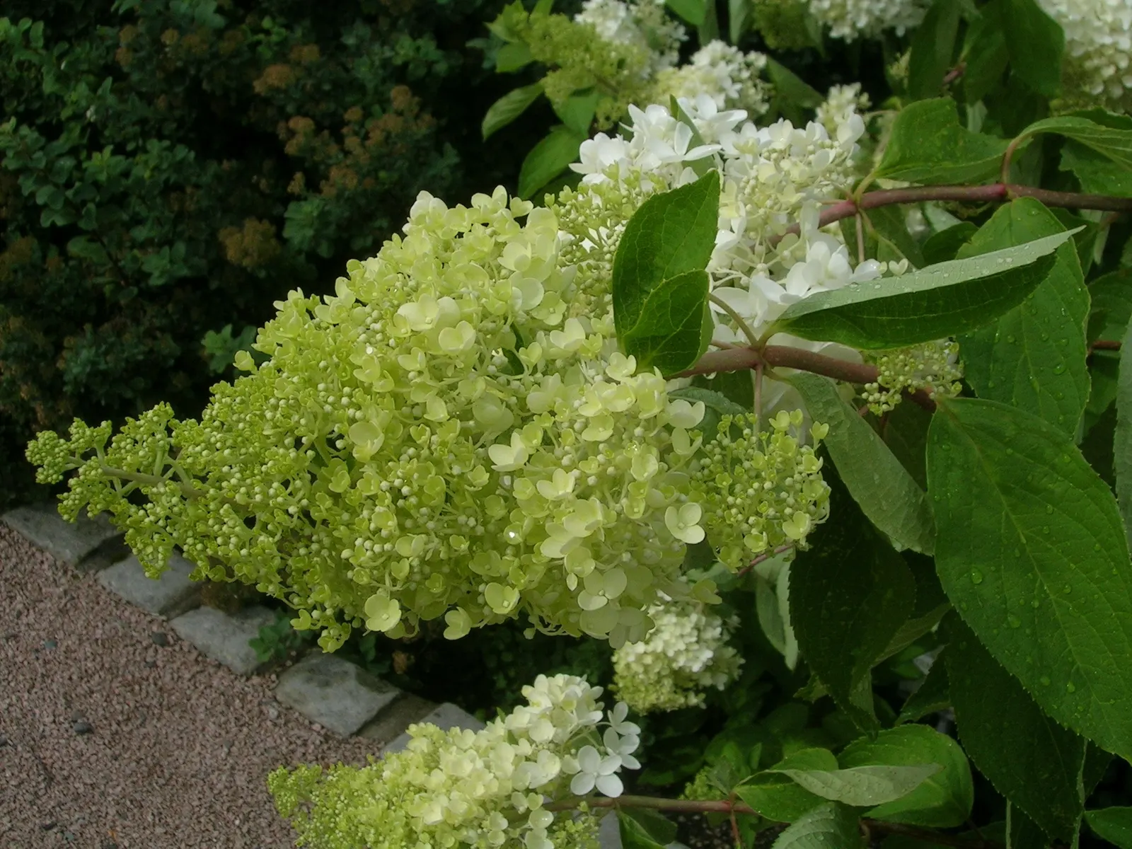 Peegee Hydrangea (Hydrangea Paniculata 'Grandiflora') — shrub / tree for full or half; offering both aesthetic appeal and a topic for garden conversation