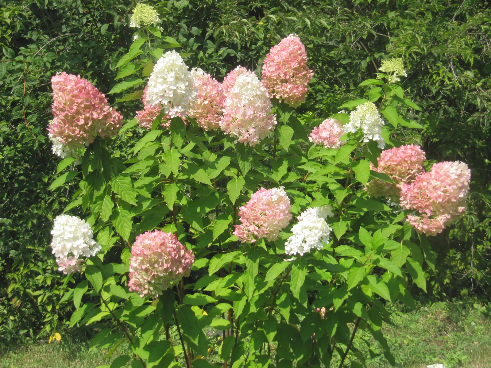 Peegee Hydrangea (Hydrangea Paniculata 'Grandiflora') — the Peegee Hydrangea demands attention with its voluminous white flower clusters