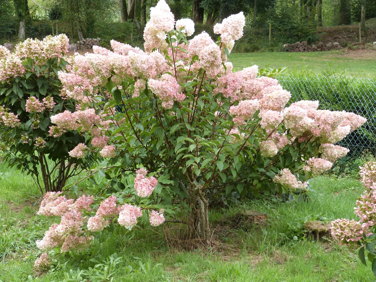 Peegee Hydrangea (Hydrangea Paniculata 'Grandiflora') — requiring a minimum of four hours of sunlight daily to produce its hallmark blooms, image 53