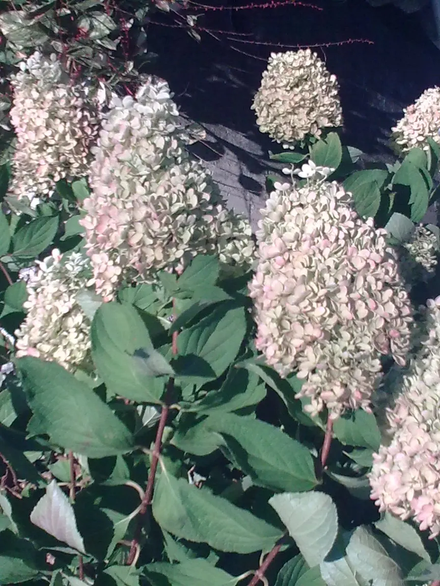 Peegee Hydrangea (Hydrangea Paniculata 'Grandiflora') — or even as a bold specimen in mixed borders; this cold-hardy plant is ideal for borders, hedges, or as