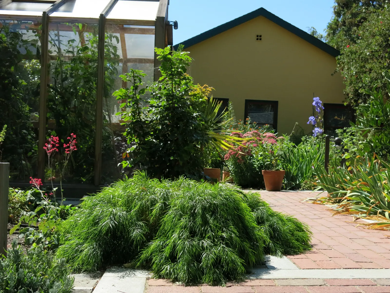 River Wattle (Acacia Cognata) — prefers a full sun to partial shade exposure