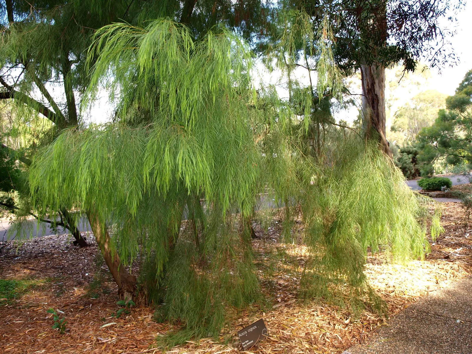 River Wattle (Acacia Cognata) — These inflorescences are globular and appear in clusters