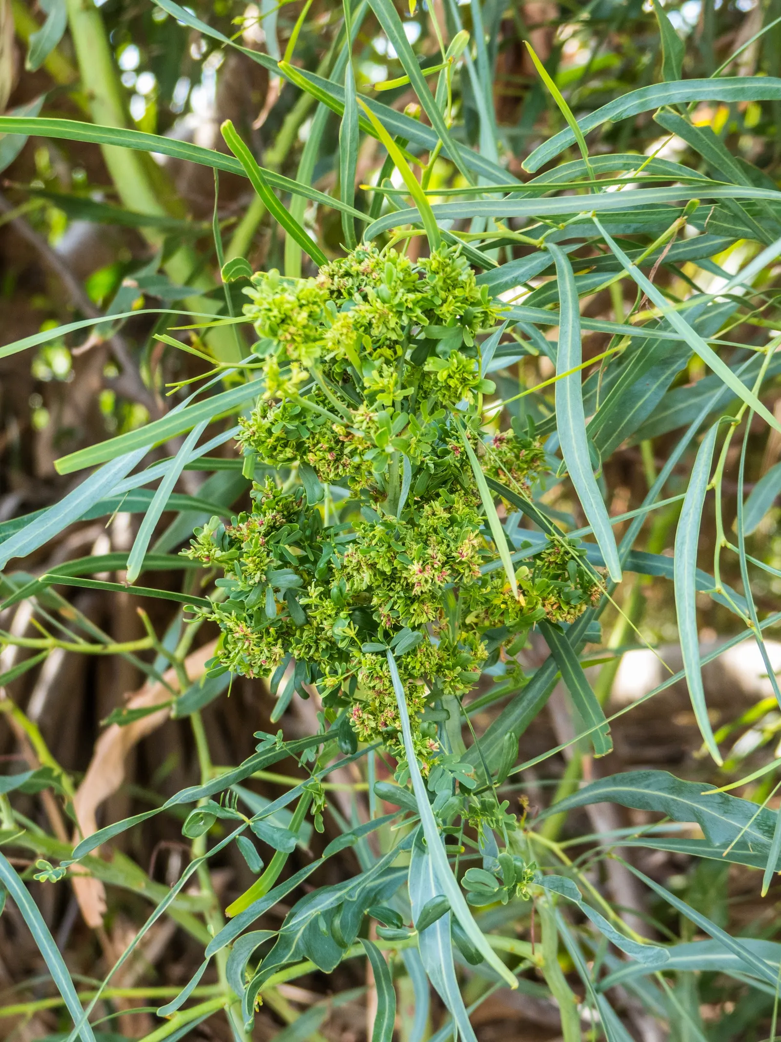 River Wattle (Acacia Cognata) — globular flowers add a splash of color