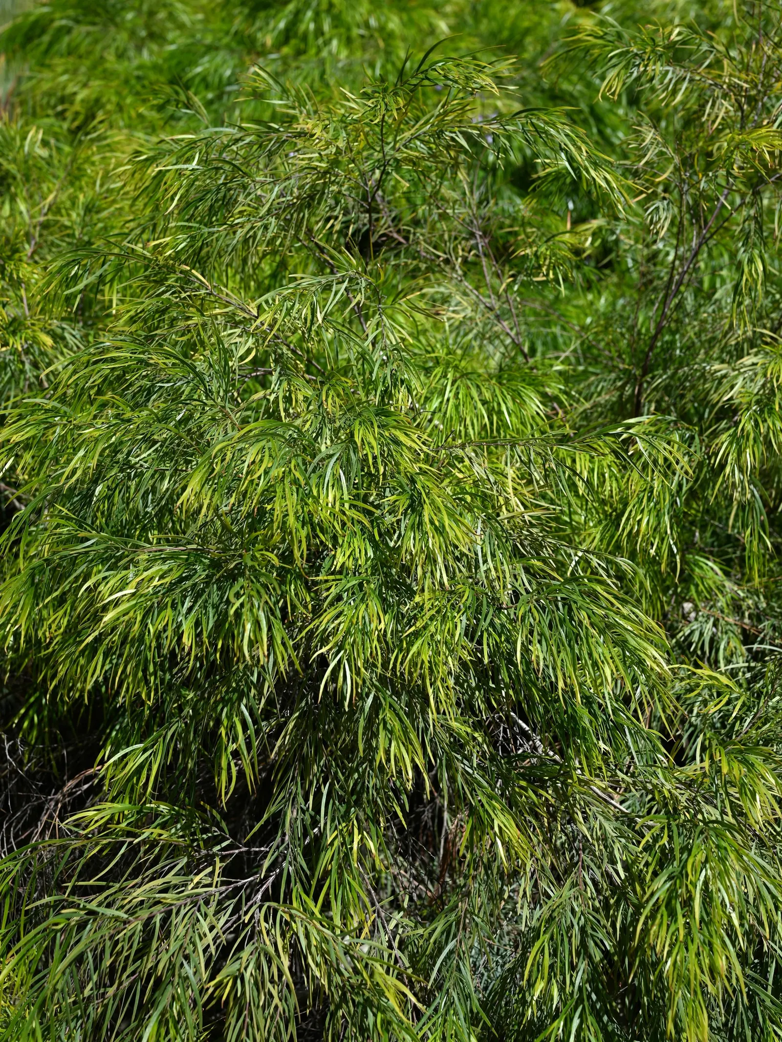 River Wattle (Acacia Cognata) — and is relatively drought-resistant once established
