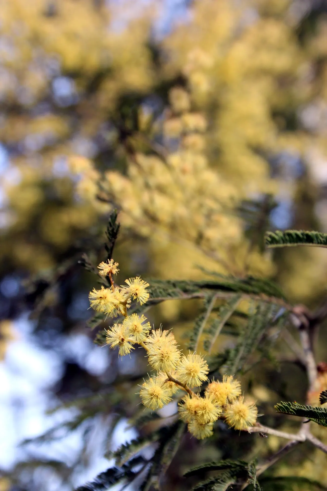 River Wattle (Acacia Cognata) — displaying a remarkable adaptation to a wide range of climate conditions