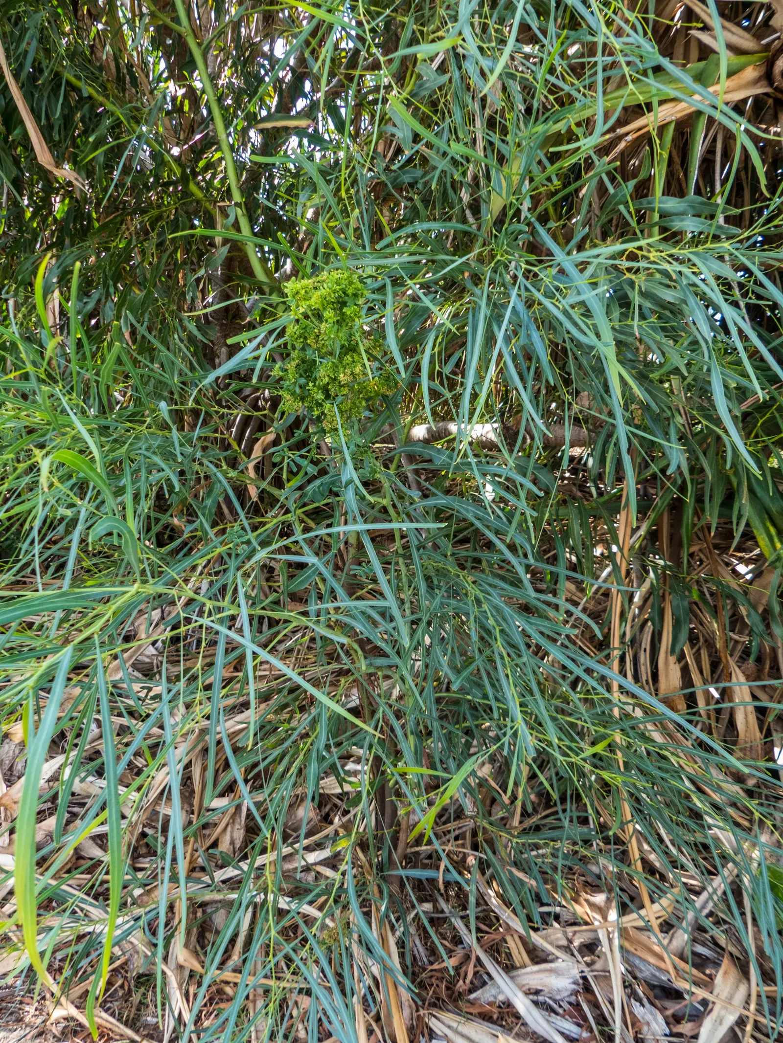 River Wattle (Acacia Cognata) — preferring full sun to partial shade