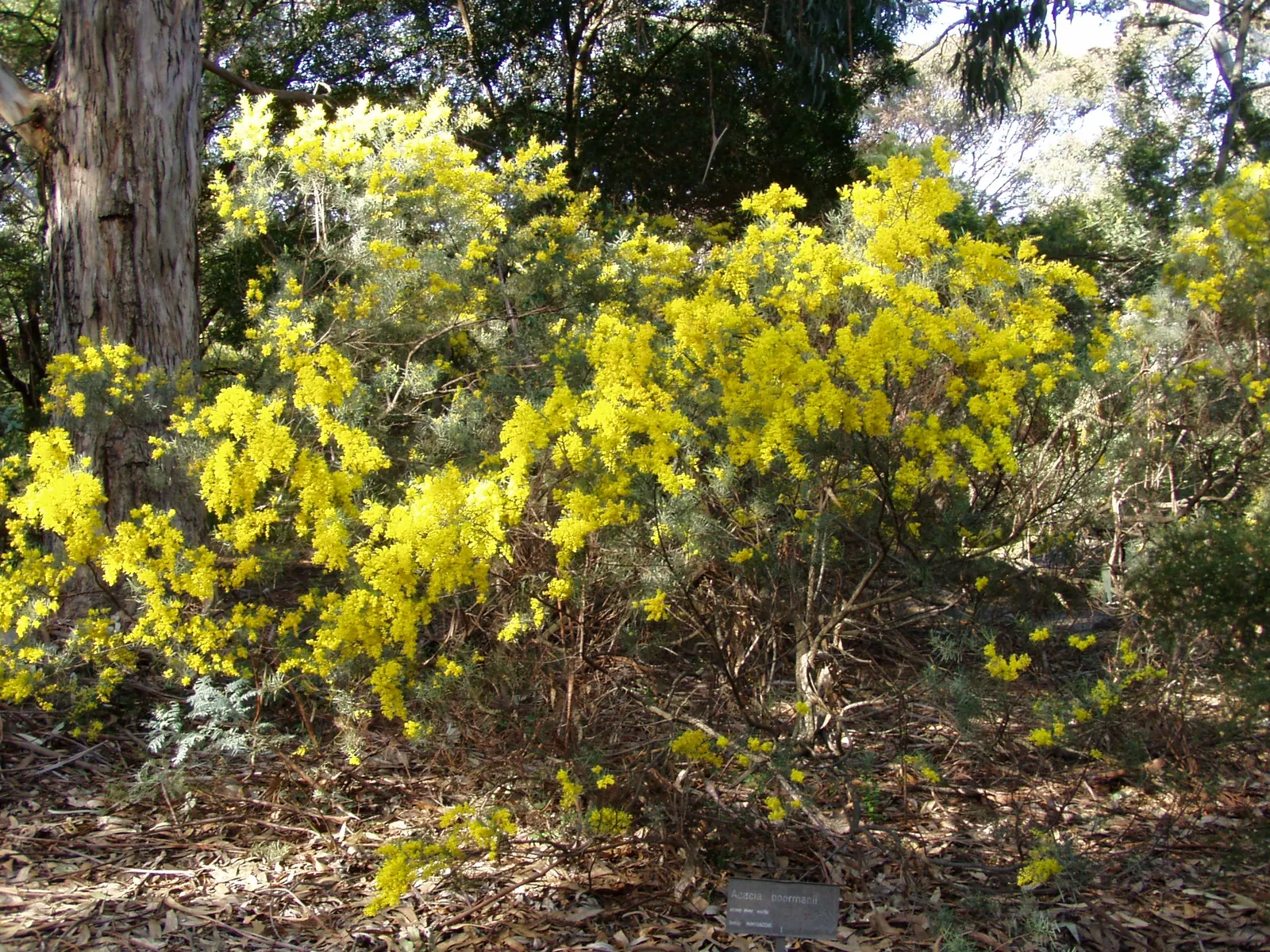 River Wattle (Acacia Cognata) — Its narrow, bright green leaves cascade from stems, creating a soft texture
