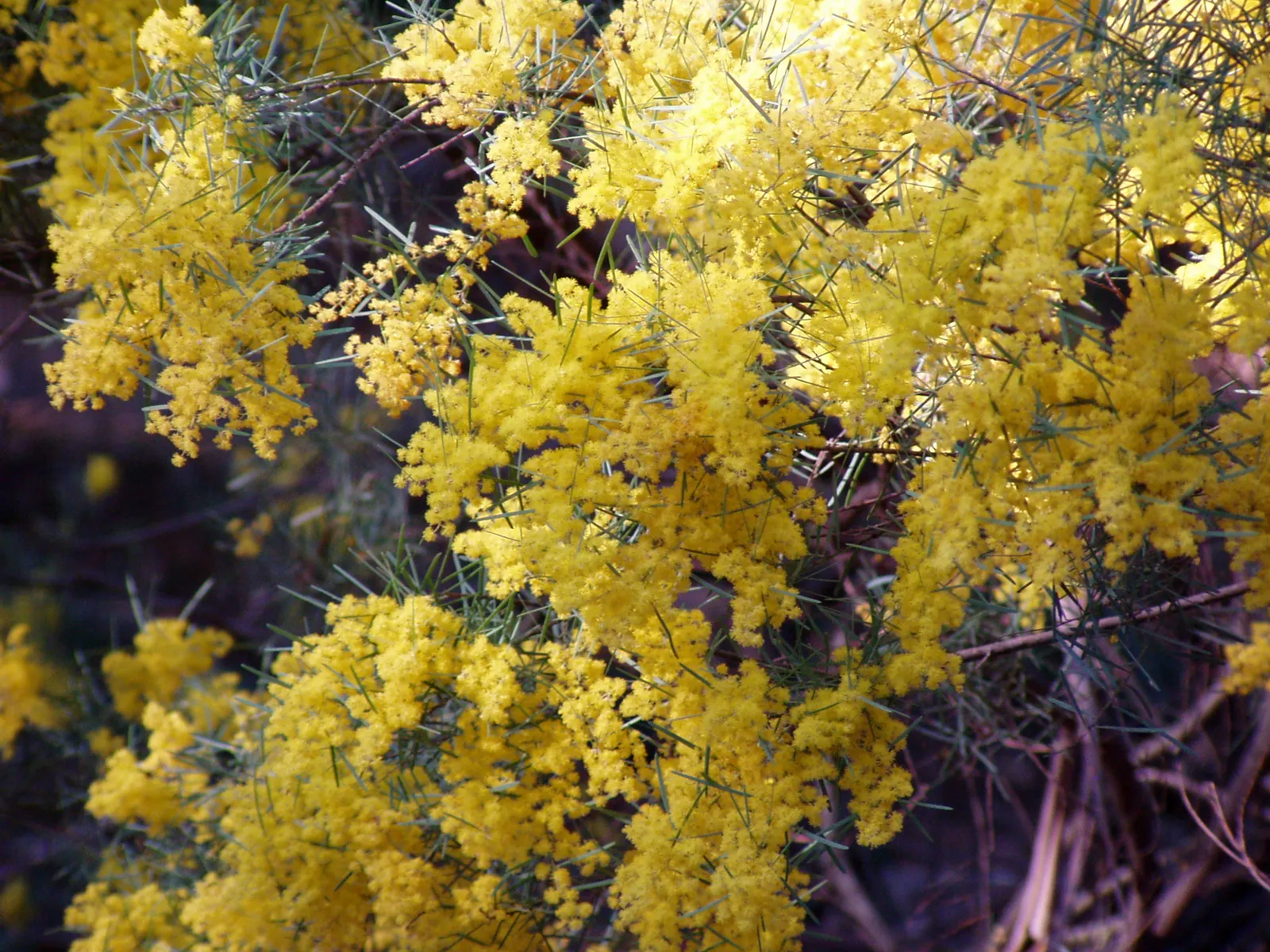 River Wattle (Acacia Cognata) — Typically reaching 10-20 feet in height and 6-12 feet in width