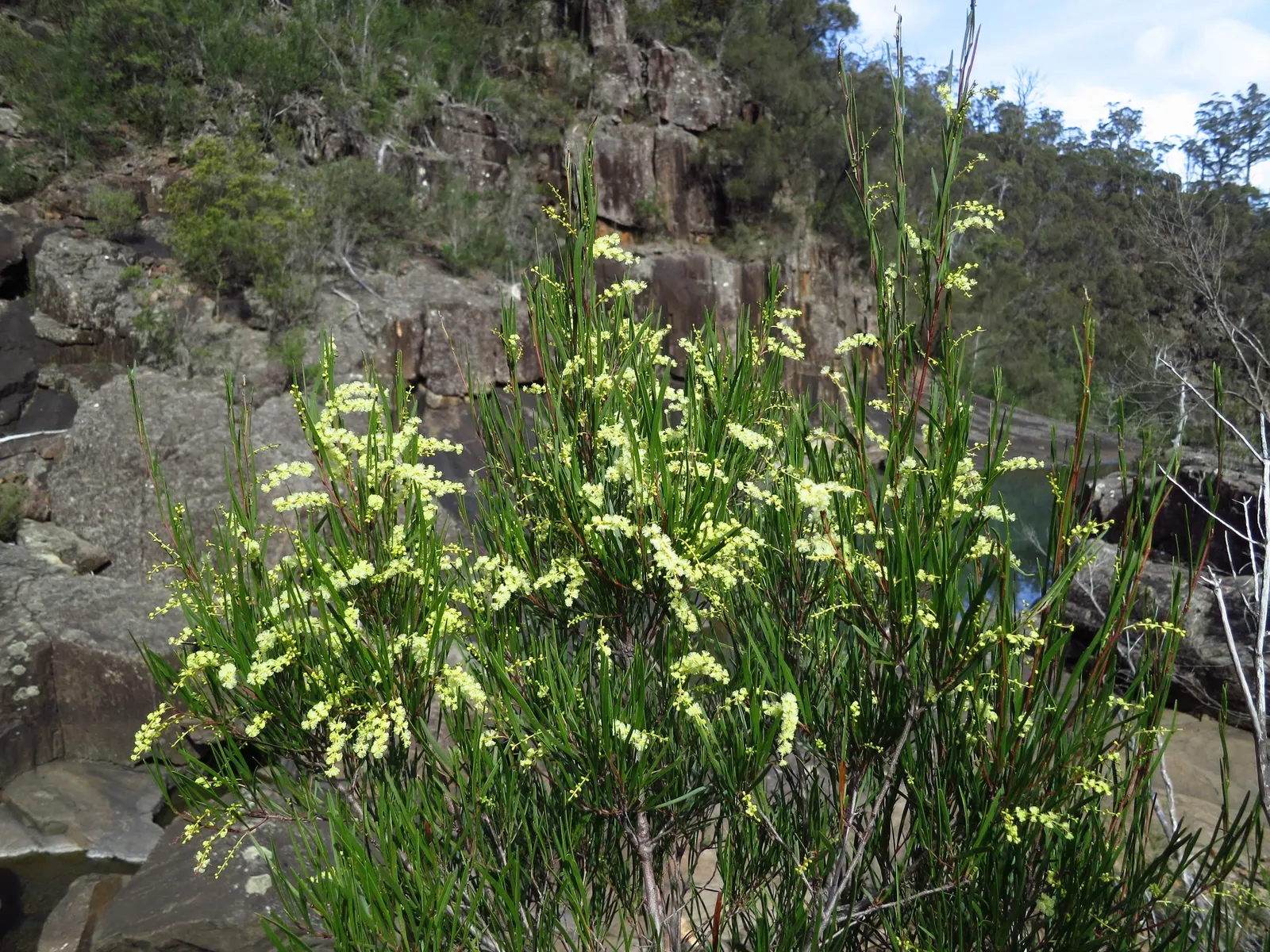 River Wattle (Acacia Cognata) — is a mesmeric and graceful evergreen native to the south-eastern parts of Australia