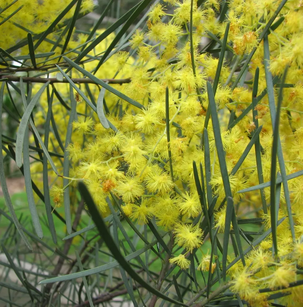 River Wattle (Acacia Cognata) — forming a rounded or slightly weeping canopy that radiates a lush aesthetic