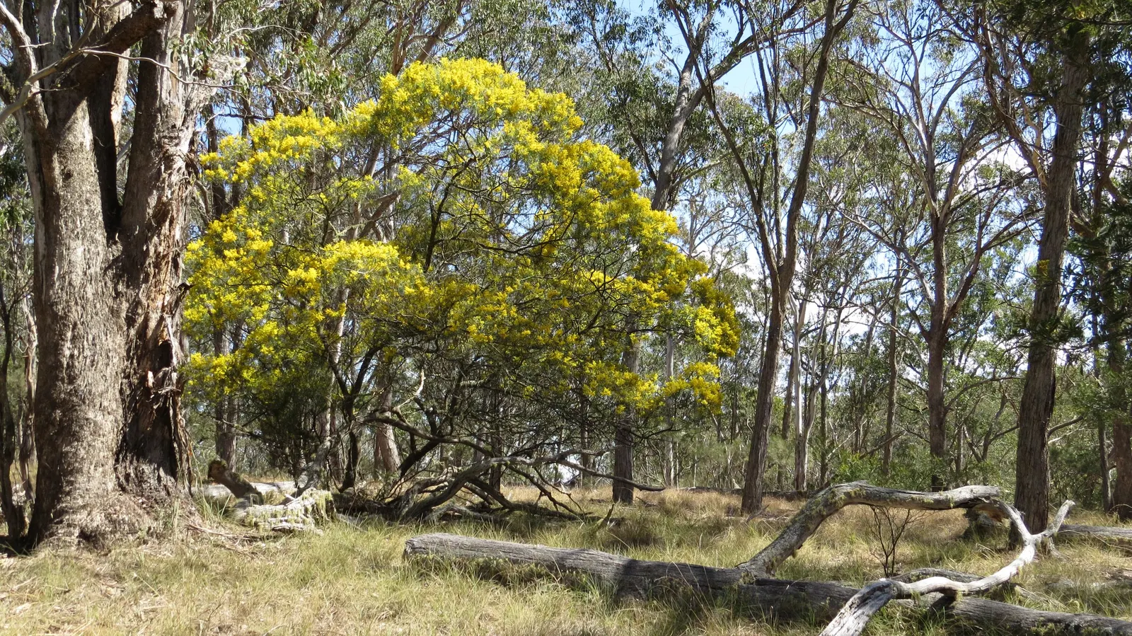 River Wattle (Acacia Cognata) — bright green leaves that can euphoniously sway with the gentlest of breezes