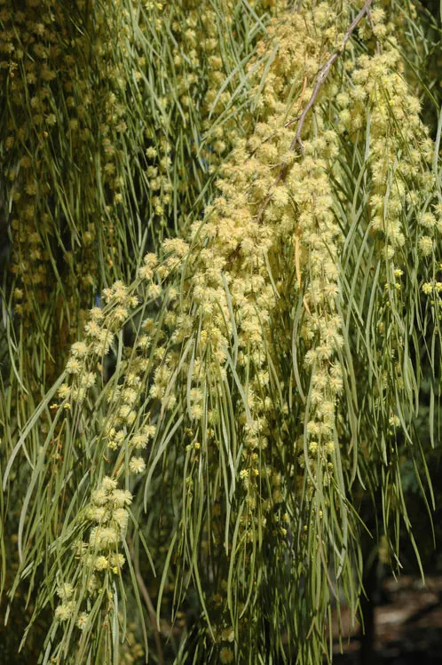 River Wattle (Acacia Cognata) — The River Wattle (Acacia cognata) is a graceful evergreen known for its weeping habit and lush foliage