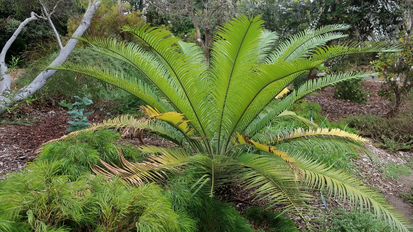 River Wattle (Acacia Cognata) — adding a subtle splash of color amidst the sea of green