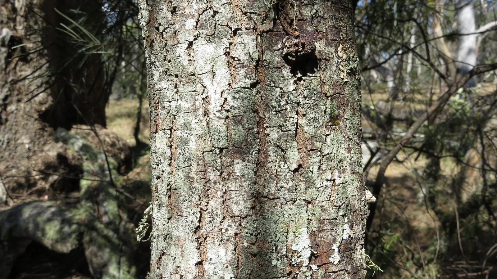 River Wattle (Acacia Cognata) — This delightful plant features weeping branches clothed with narrow