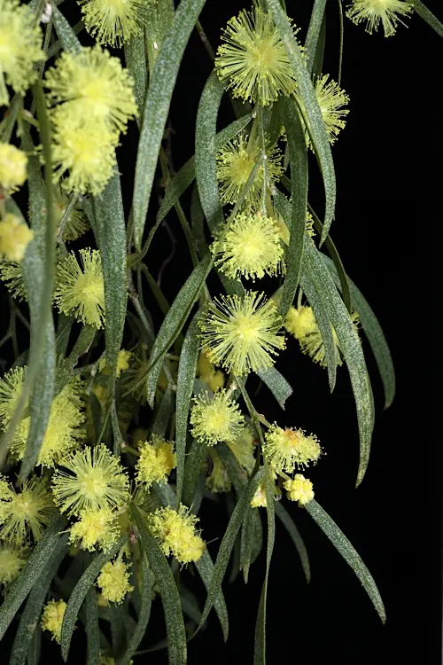 River Wattle (Acacia Cognata) — more formally known as Acacia cognata