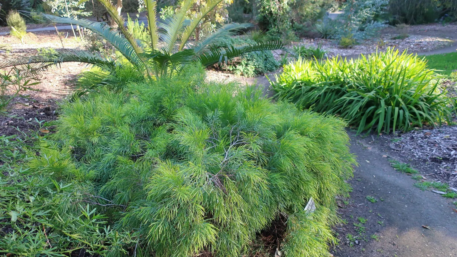 River Wattle (Acacia Cognata) — the River Wattle produces an enchanting display of tiny yellow flowers
