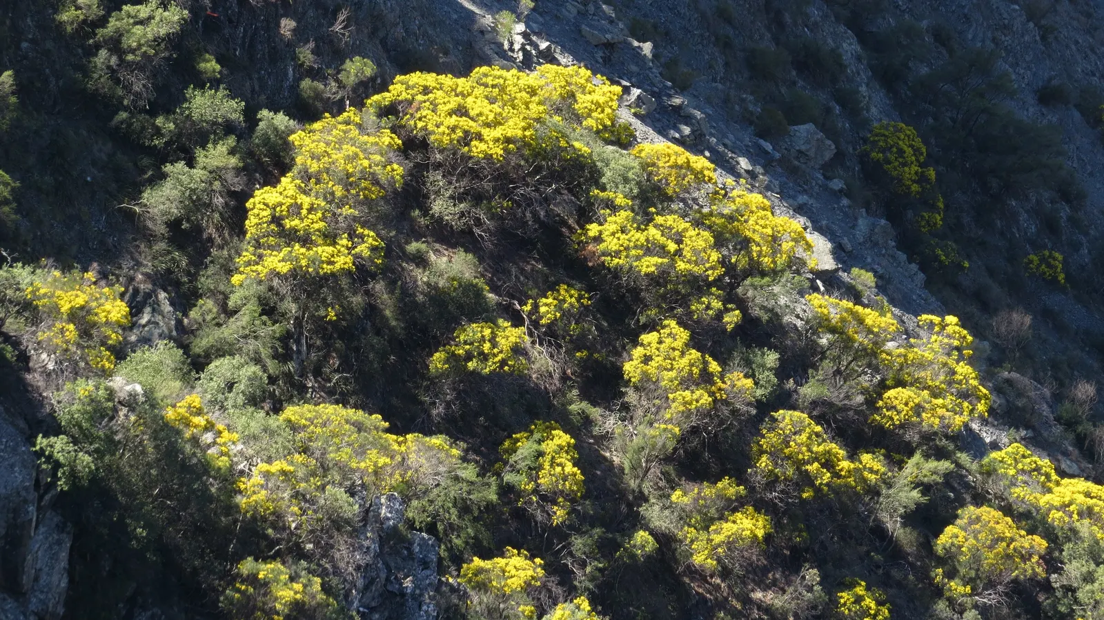 River Wattle (Acacia Cognata) — creating a serene and soft landscape feature.<br><br>Typically