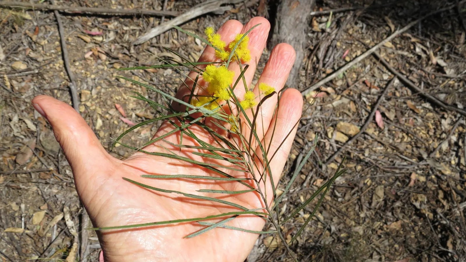 River Wattle (Acacia Cognata) — Acacia cognata matures to a height of about 10 to 20 feet with a spread that can mimic its height