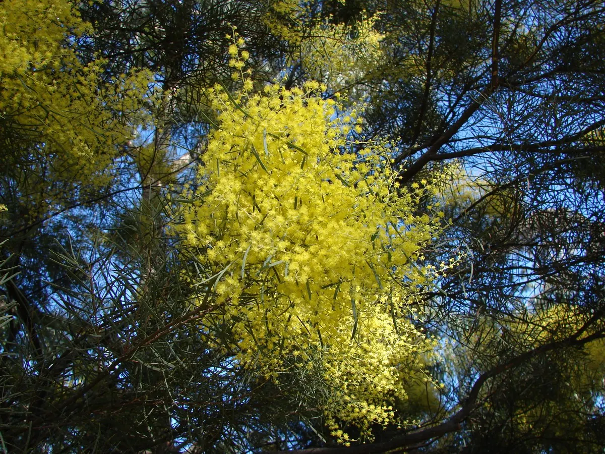 River Wattle (Acacia Cognata) — enhancing diverse landscapes and attracting pollinators