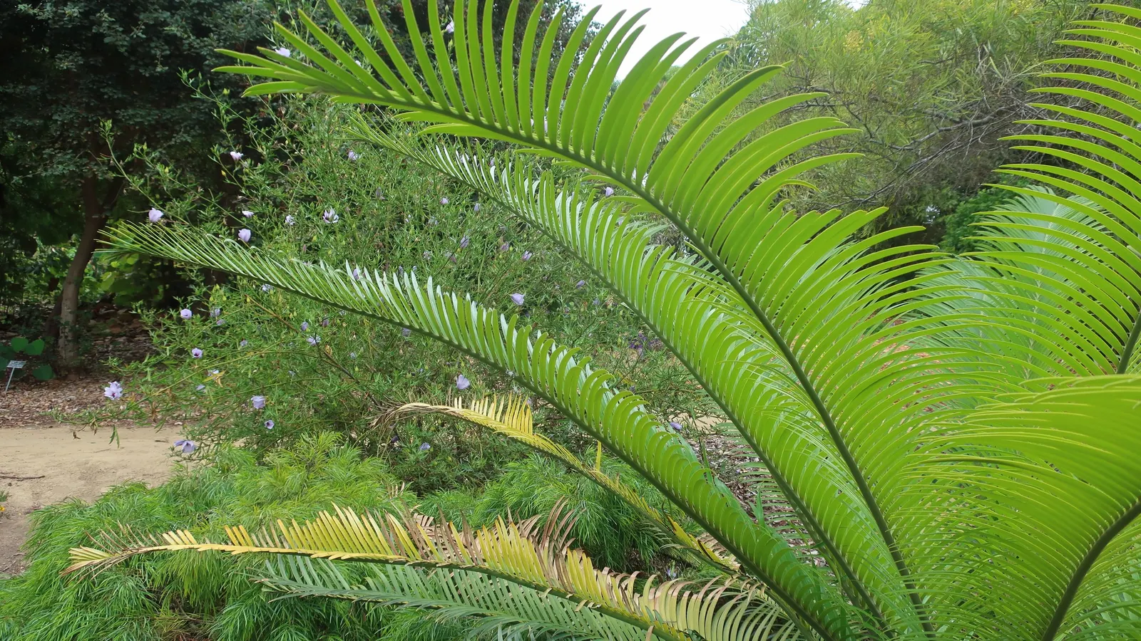 River Wattle (Acacia Cognata) — attracting an array of pollinators to the garden area.<br><br>River Wattle excels in well-draining soil