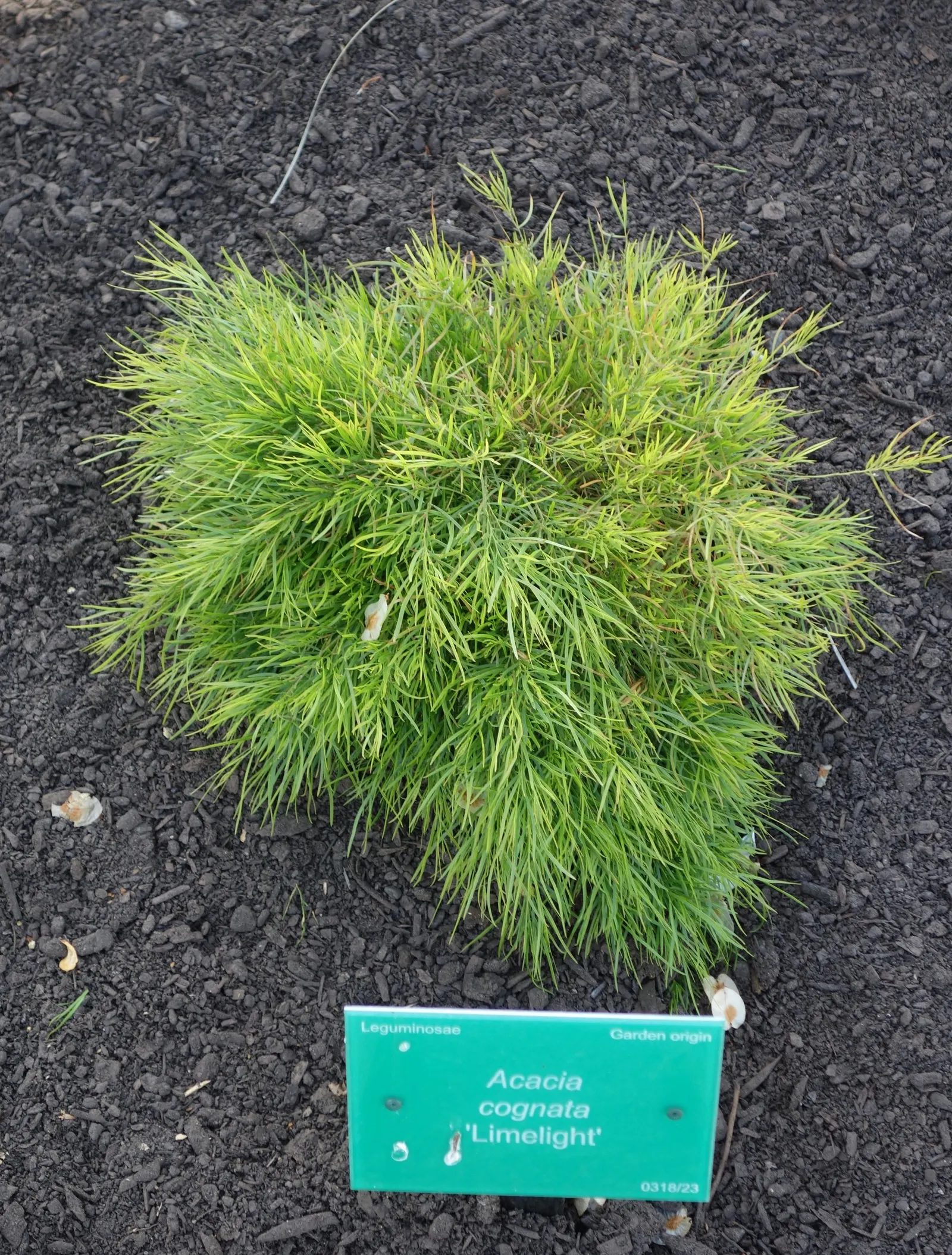 River Wattle (Acacia Cognata) — To optimize its vigor and appearance