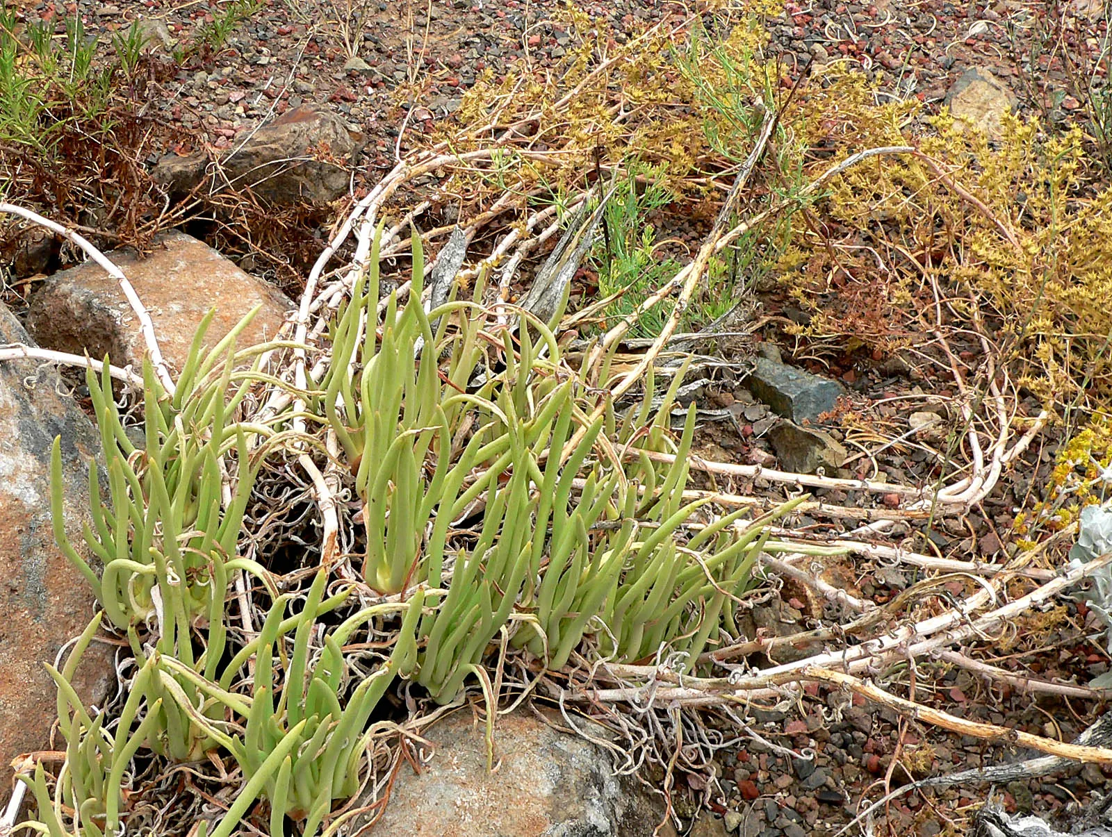 San Diego Dudleya (Dudleya Edulis) — is an evergreen perennial succulent native to the coastal regions of Southern California; succulent with, image 62