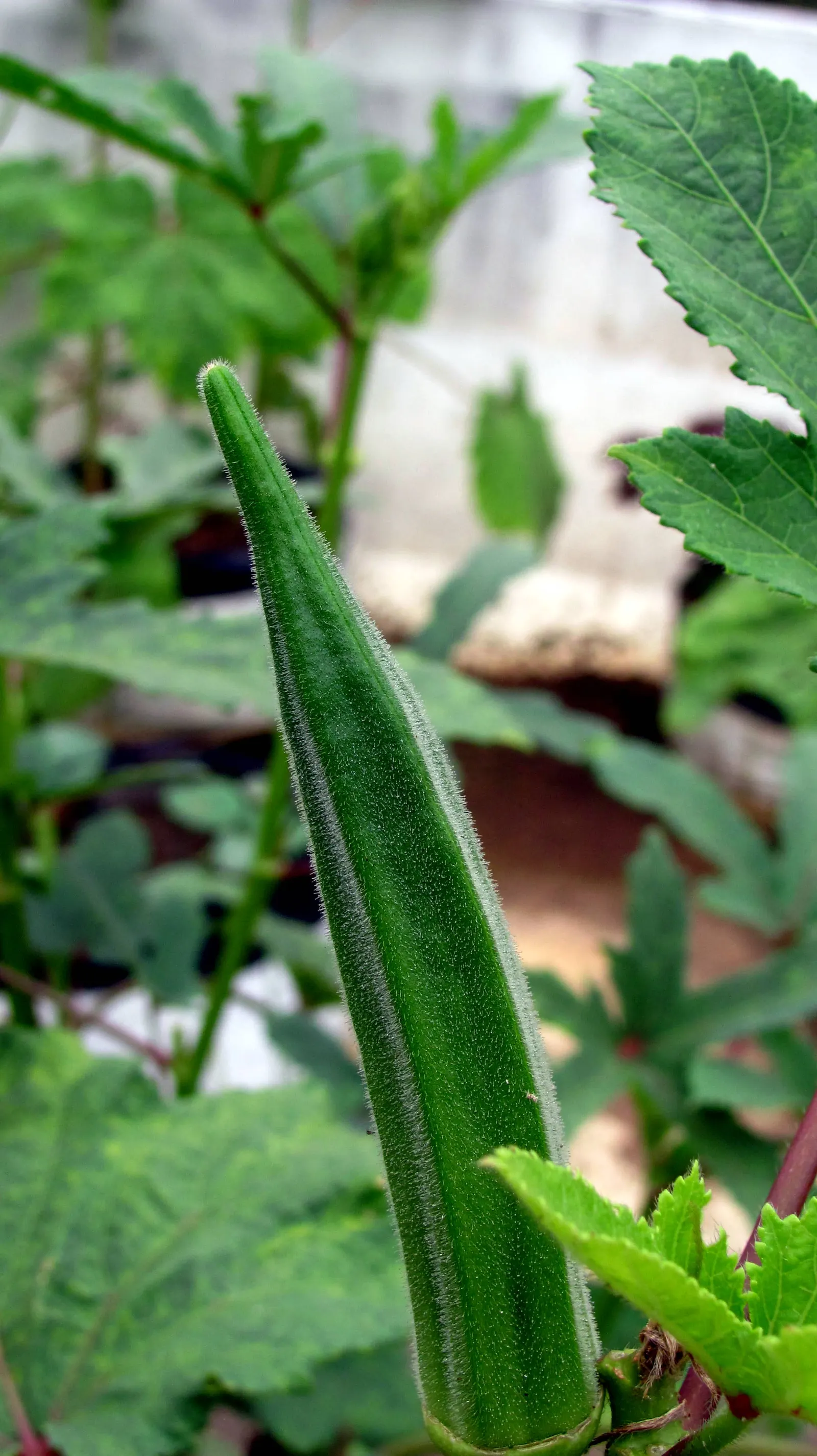 San Diego Dudleya (Dudleya Edulis) — Its rosettes of fleshy, spoon-shaped leaves reach up to 6 inches wide; with a rosette spread of around 6 inches