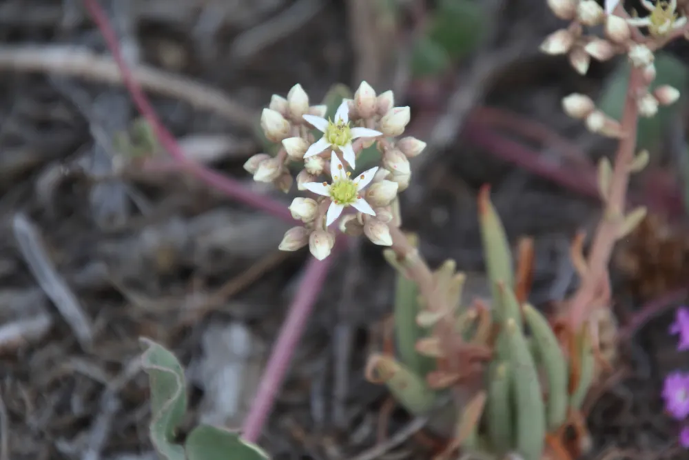 San Diego Dudleya (Dudleya Edulis) — minimal water post-establishment, image 59