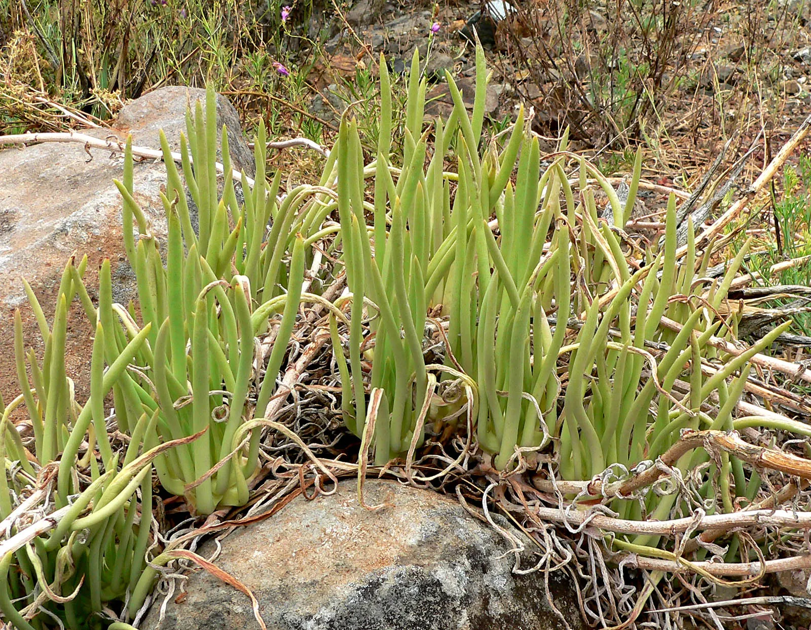 San Diego Dudleya (Dudleya Edulis) — yellow flowers in the garden; mature plants typically reach heights of about 4 to 8 inches