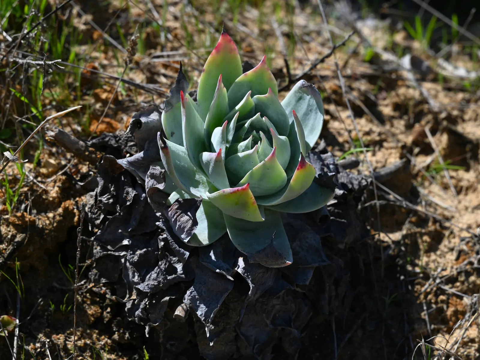 San Diego Dudleya (Dudleya Edulis) — minimal water post-establishment