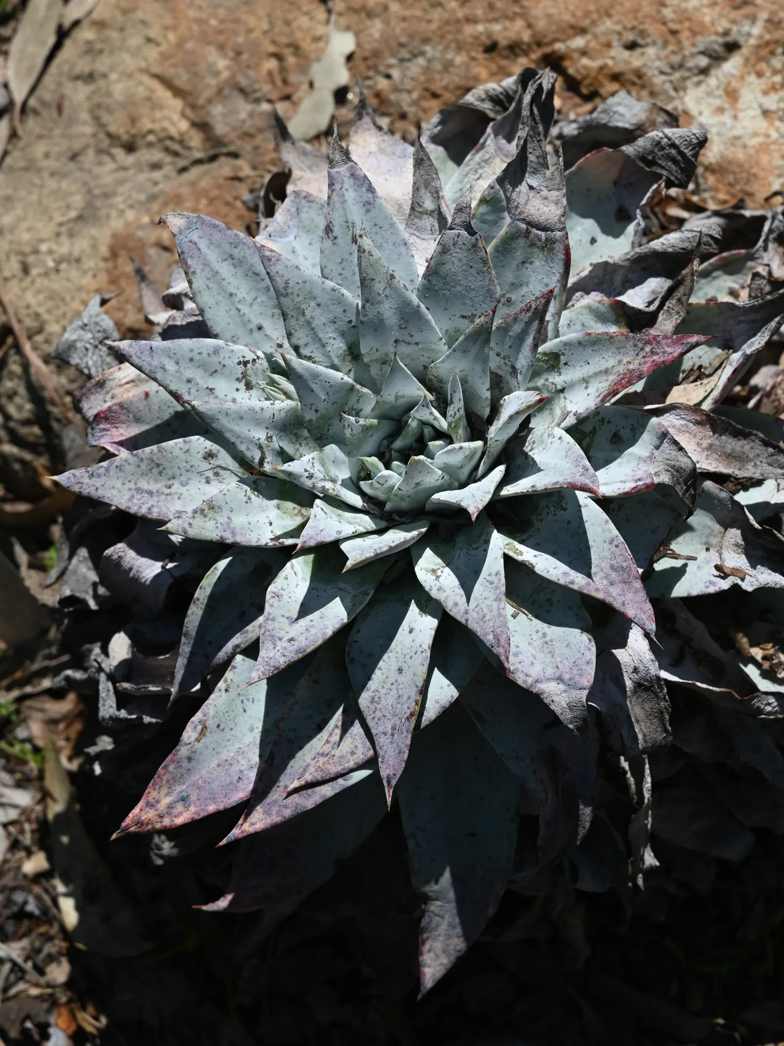 San Diego Dudleya (Dudleya Edulis) — and is an alluring addition to any water-wise garden