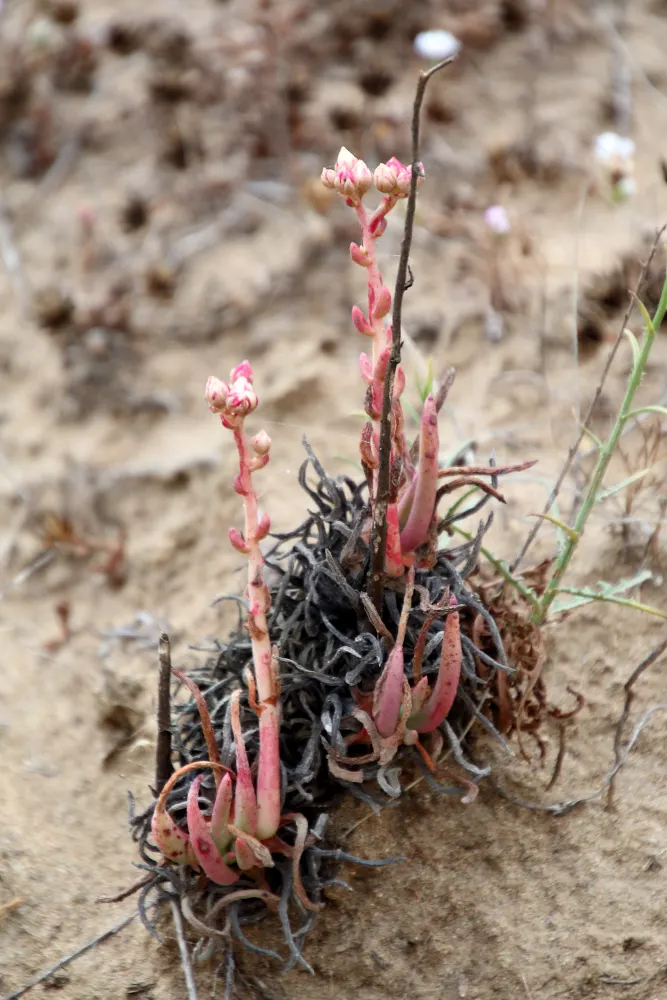 San Diego Dudleya (Dudleya Edulis) — Conveying both visual interest and ecological practicality, image 50