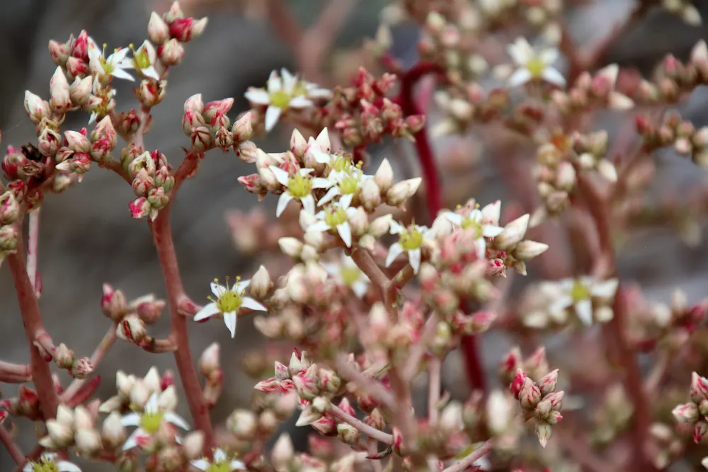 San Diego Dudleya (Dudleya Edulis) — scientifically dubbed Dudleya edulis; dudleya edulis requires a sunny exposure and well-drained soil, image 61