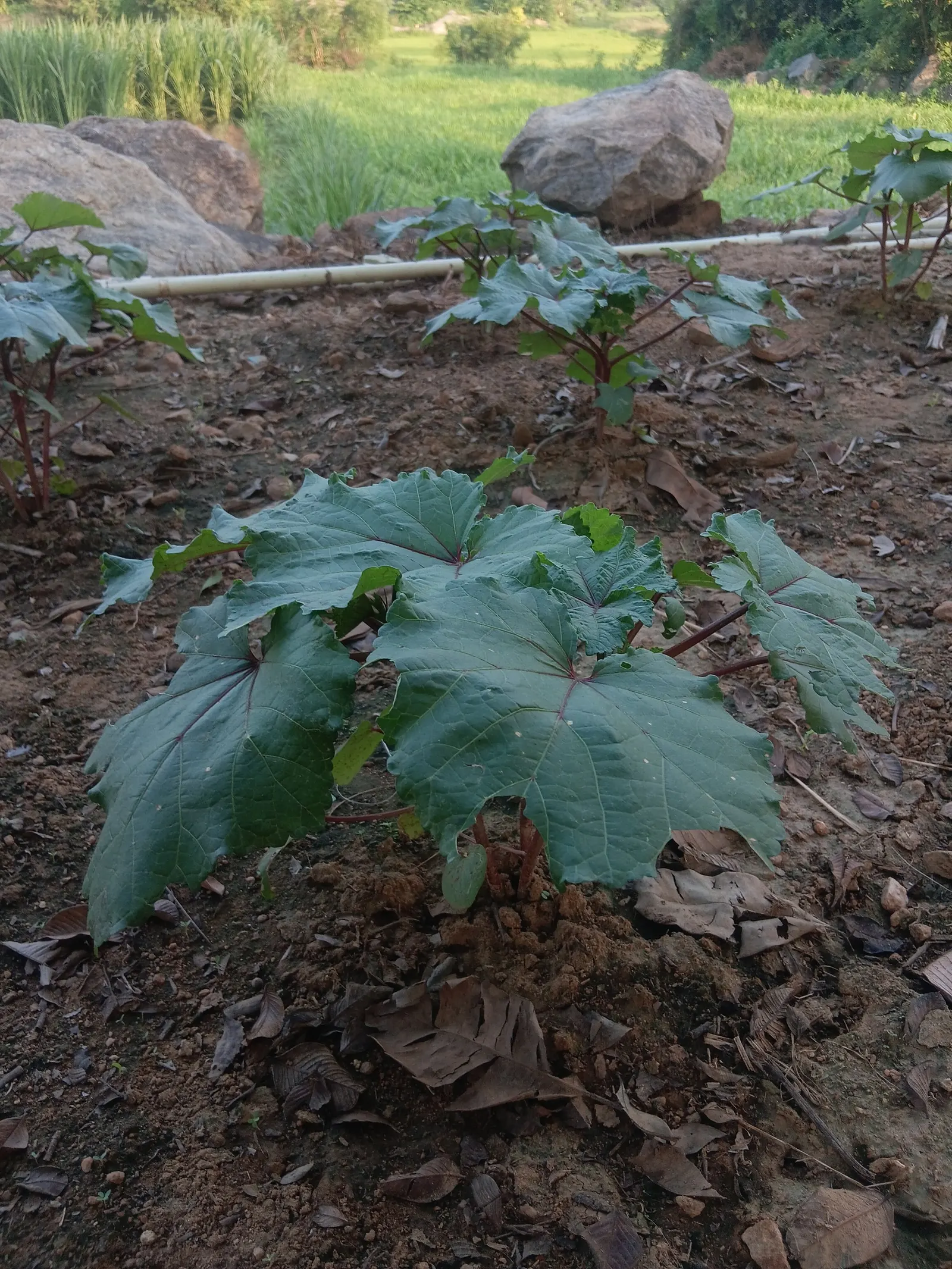 San Diego Dudleya (Dudleya Edulis) — with a rosette spread of around 6 inches; the plant's ability to cope with rocky