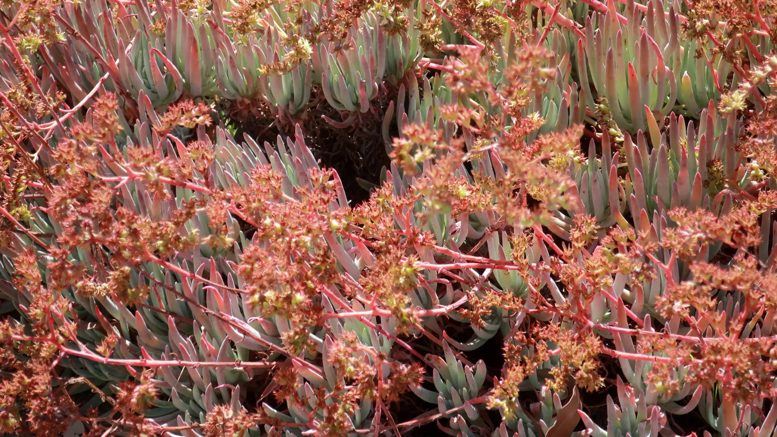 San Diego Dudleya (Dudleya Edulis) — Thriving in USDA zones 9-11