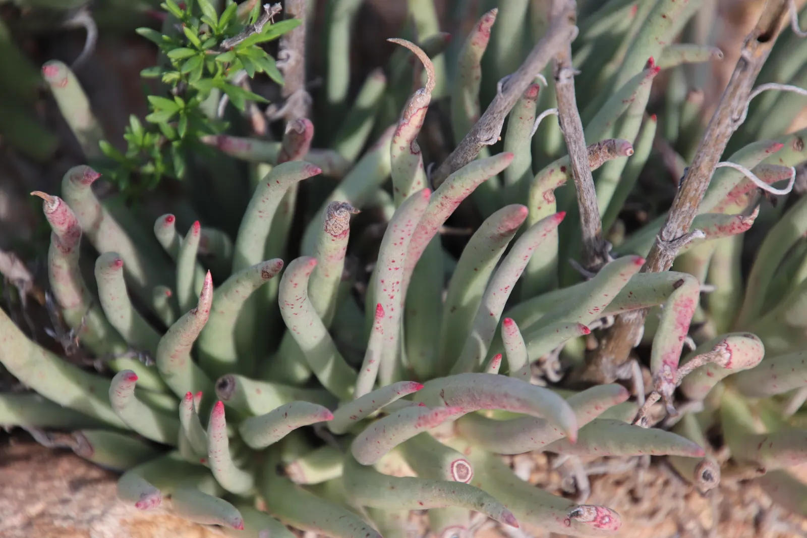 San Diego Dudleya (Dudleya Edulis) — it serves as a habitat-friendly option for attracting pollinators like bees and butterflies; come spring, it flaunts stems