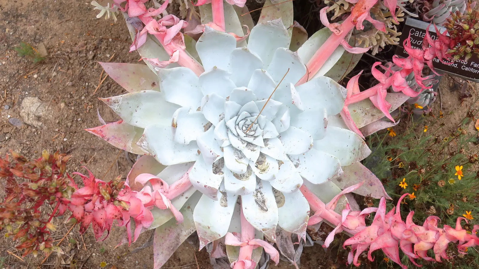 San Diego Dudleya (Dudleya Edulis) — as well as a low maintenance addition for water-wise gardens
