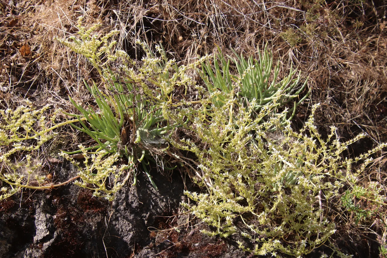 San Diego Dudleya (Dudleya Edulis) — Its rosettes of fleshy, spoon-shaped leaves reach up to 6 inches wide; with a rosette spread of around 6 inches, image 56