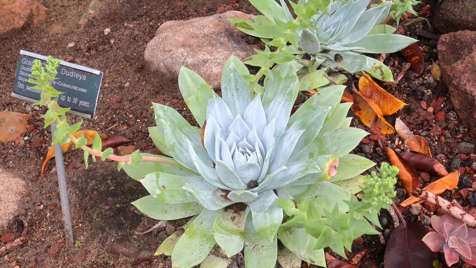 San Diego Dudleya (Dudleya Edulis) — is an evergreen perennial succulent native to the coastal regions of Southern California