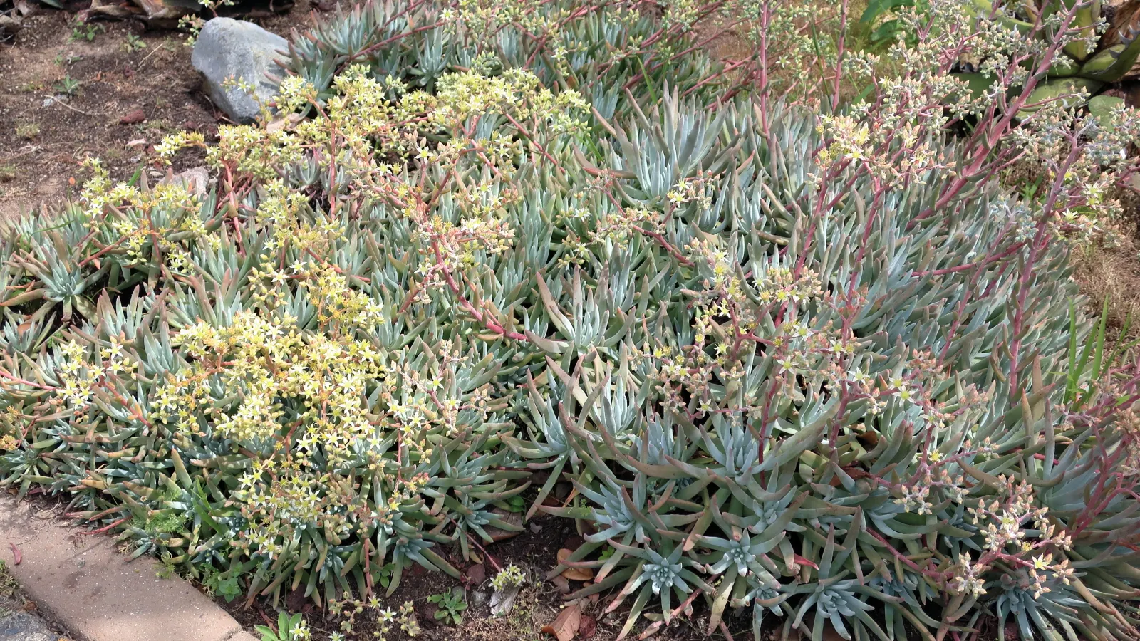 San Diego Dudleya (Dudleya Edulis) — nutrient-poor soils makes it an exemplary candidate for challenging sites