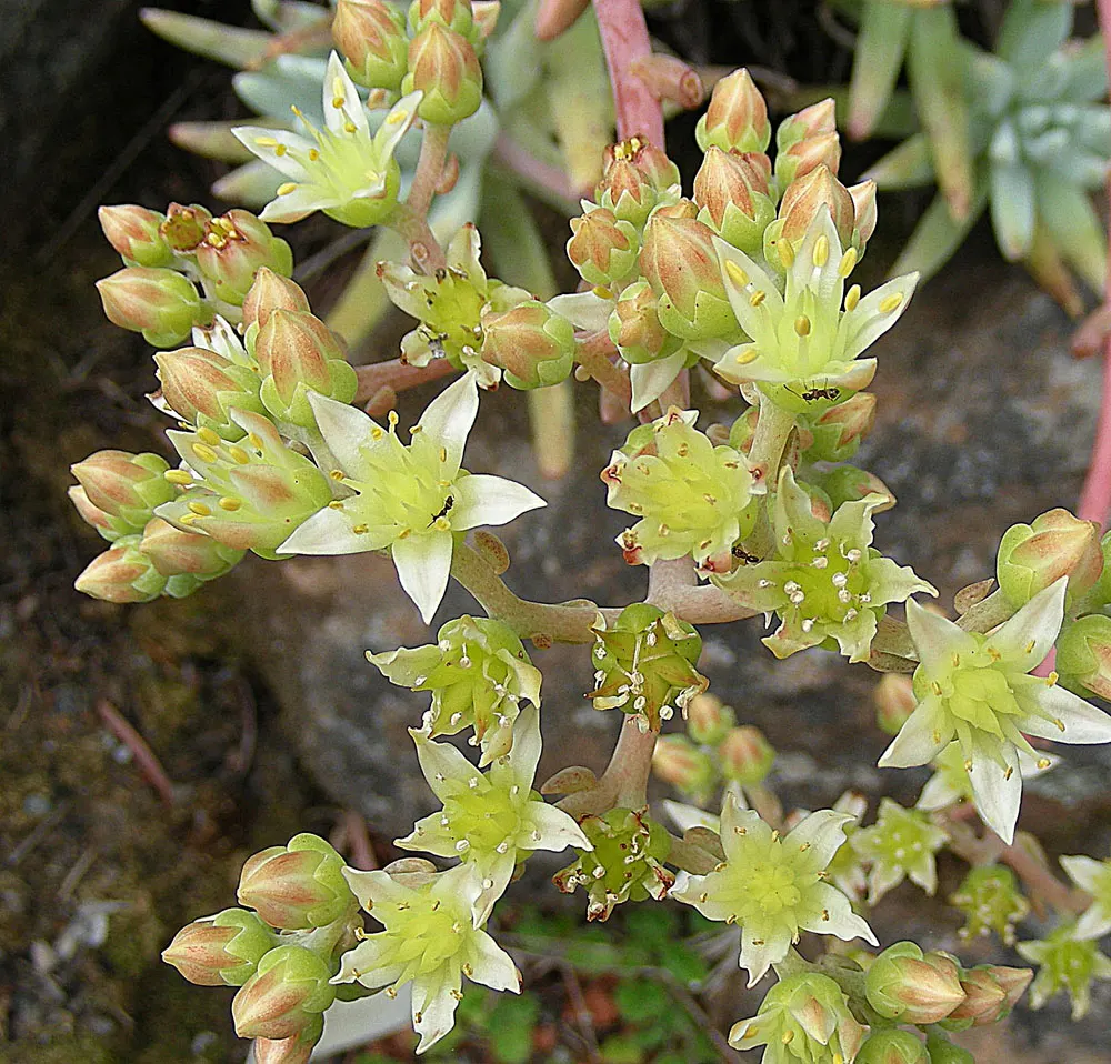 San Diego Dudleya (Dudleya Edulis) — The San Diego Dudleya, or Dudleya edulis, is a resilient succulent perfect for xeriscaping in Zones 9-11; this, image 55
