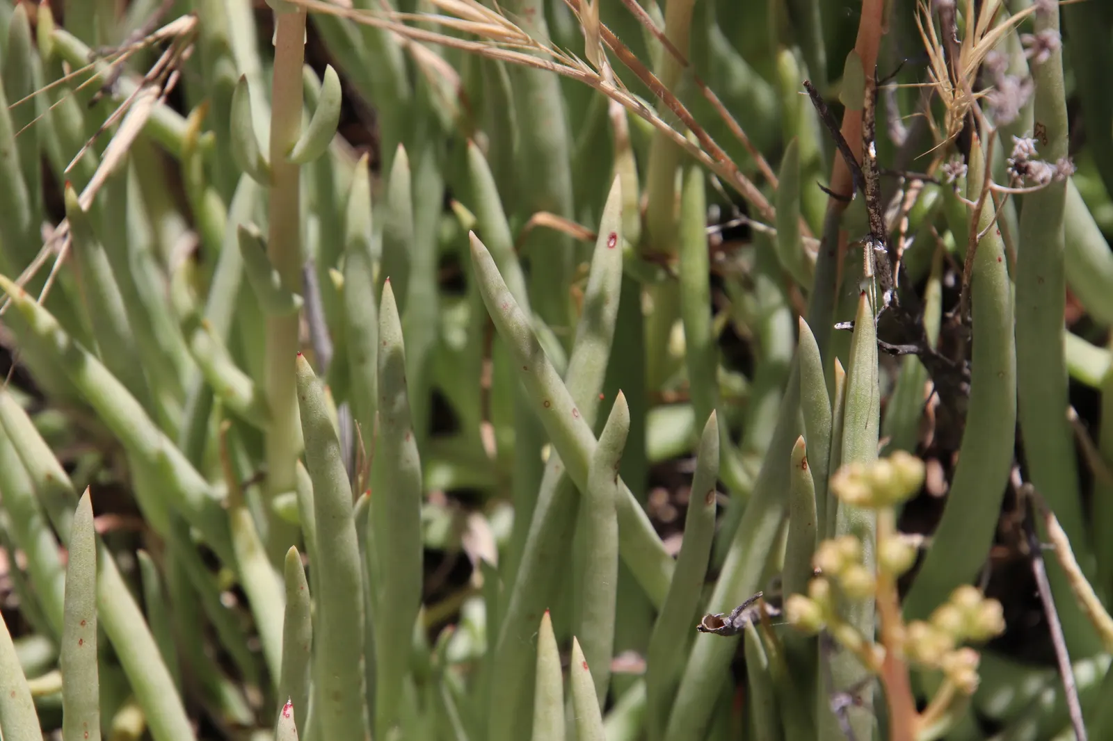San Diego Dudleya (Dudleya Edulis) — emanating a glaucous green to pale gray appearance; scientifically dubbed Dudleya edulis, image 67