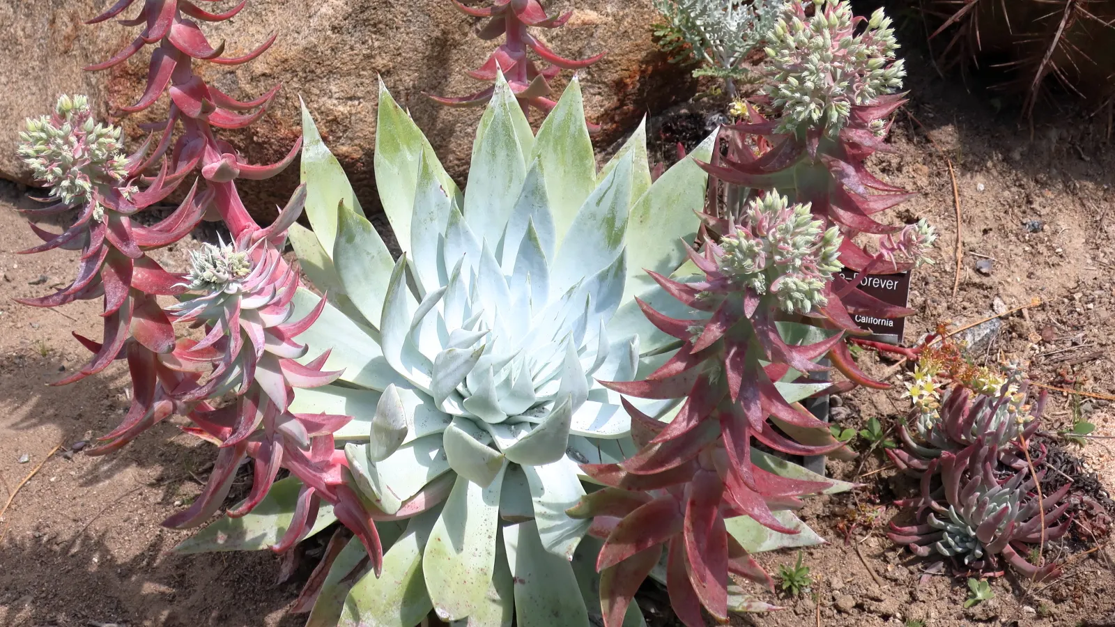 San Diego Dudleya (Dudleya Edulis) — succulent with yellow blooms