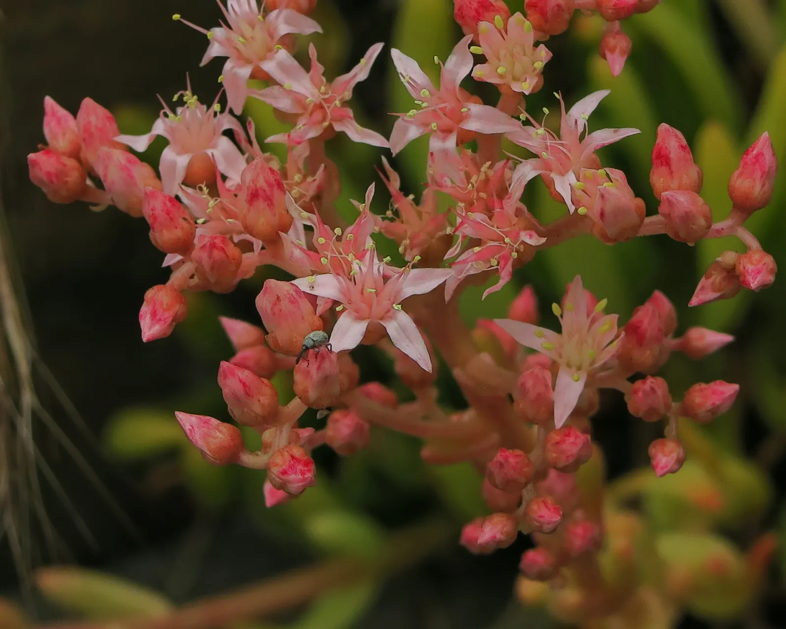San Diego Dudleya (Dudleya Edulis) — scientifically dubbed Dudleya edulis