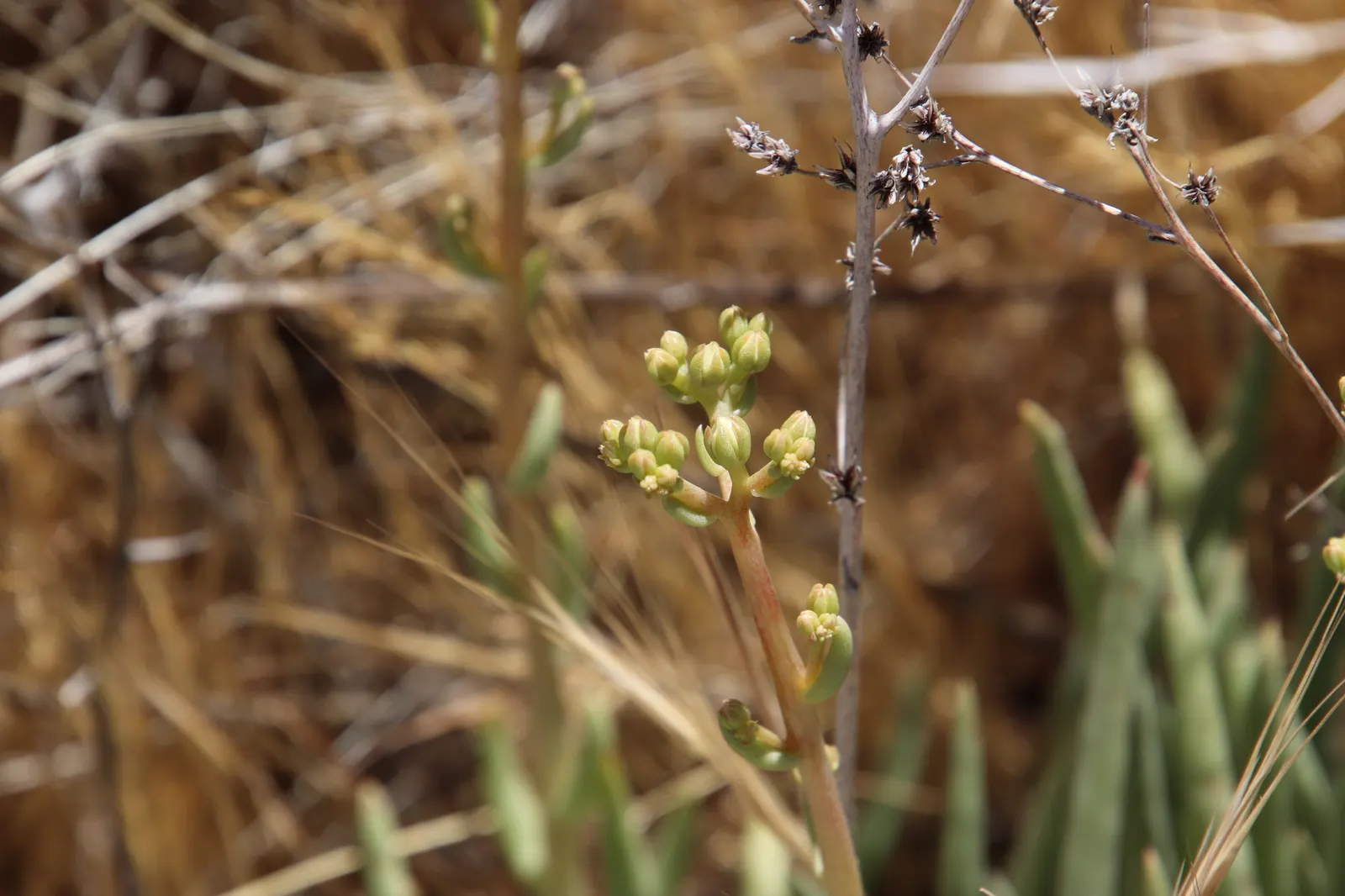 San Diego Dudleya (Dudleya Edulis) — Come spring, it flaunts stems of 10 to 18 inches topped with small white flowers; adding an alluring contrast, image 57