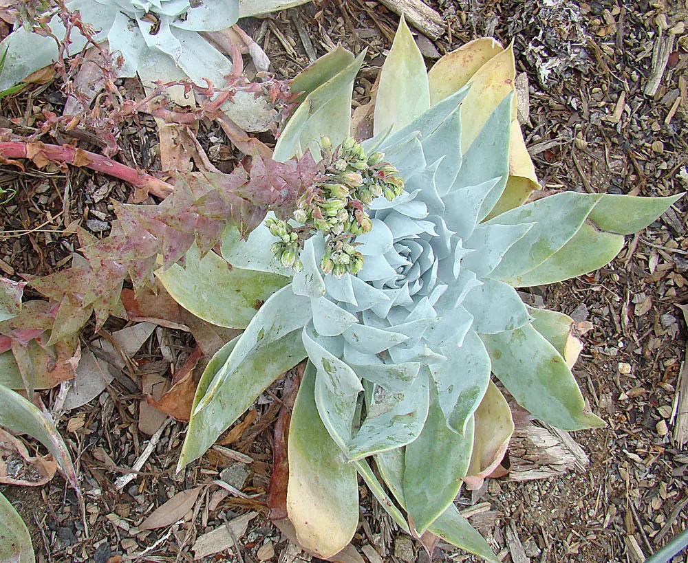 San Diego Dudleya (Dudleya Edulis) — which can be prominently displayed when planted on a slope or in well-draining containers