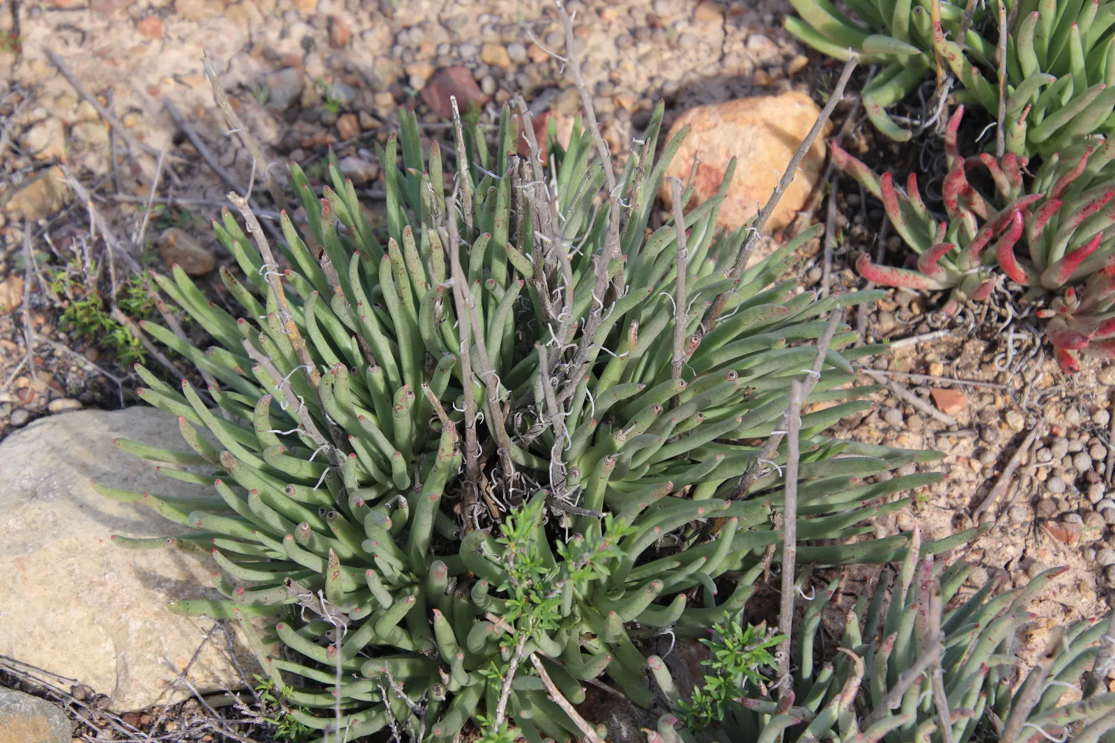 San Diego Dudleya (Dudleya Edulis) — The leaves emerge from a caudex, image 68