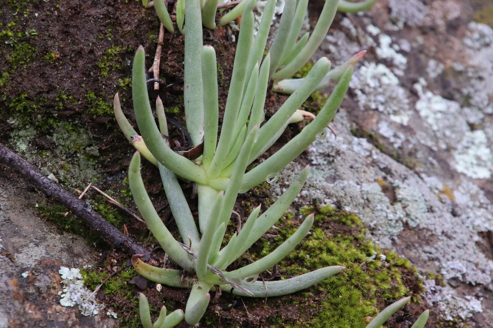 San Diego Dudleya (Dudleya Edulis) — succulent with yellow blooms; star-shaped white to ivory flowers
