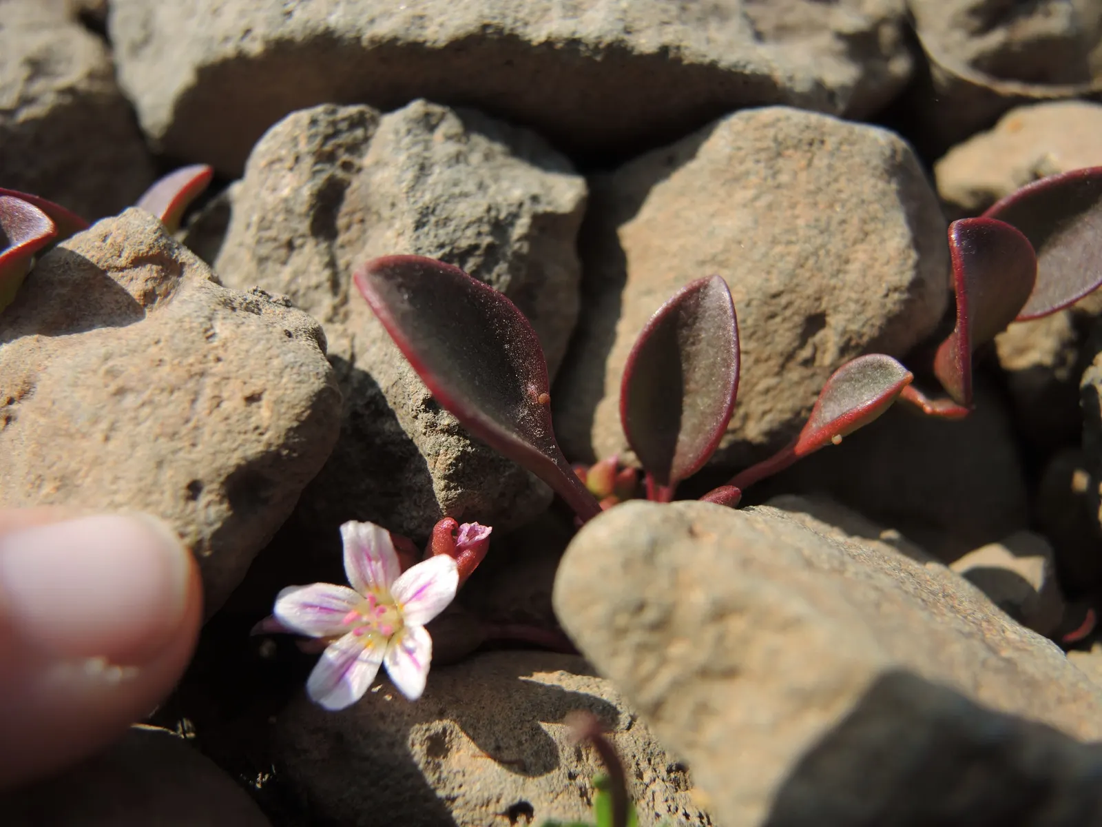 San Diego Dudleya (Dudleya Edulis) — as well as a low maintenance addition for water-wise gardens; in late spring to early summer