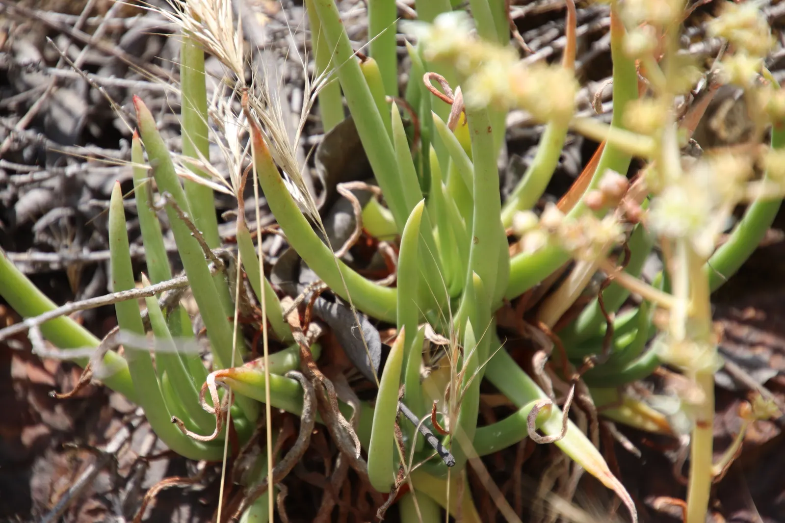 San Diego Dudleya (Dudleya Edulis) — This drought-tolerant native requires well-drained soil and thrives in full sun to partial shade; yellow, image 58